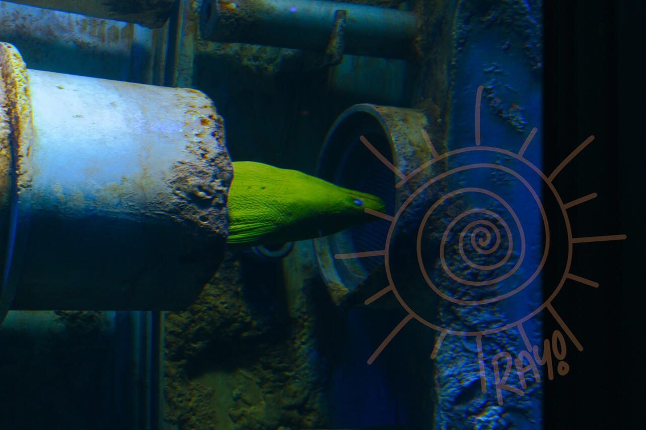 photo of a green moray eel taken at the georgia aquarium