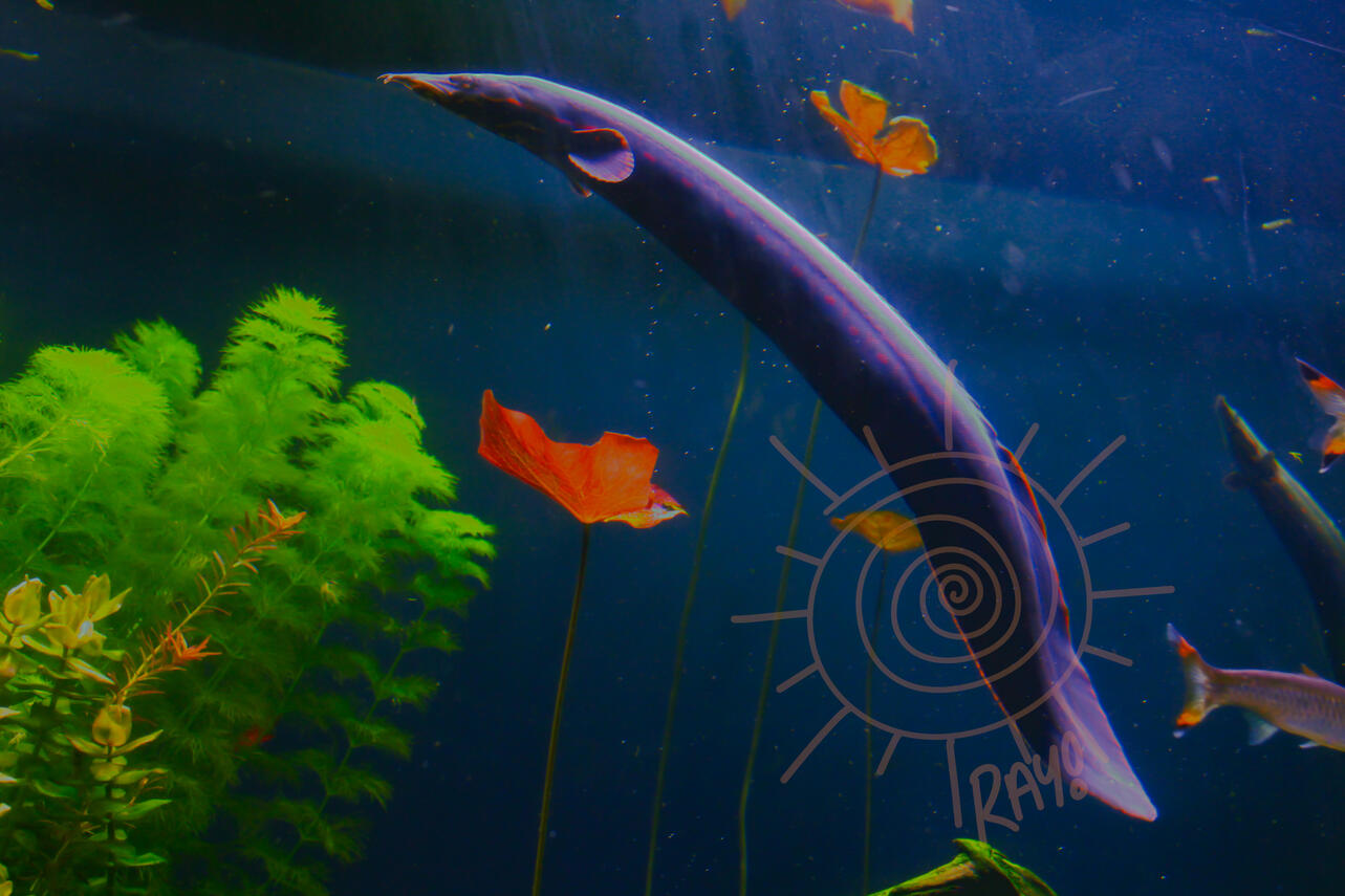 image of a fire eel from the georgia aquarium