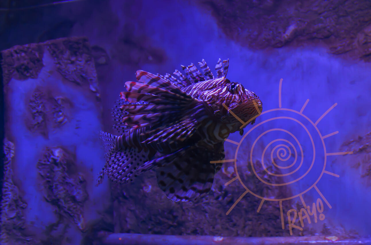 photo of a zebra turkeyfish taken at the georgia aquarium